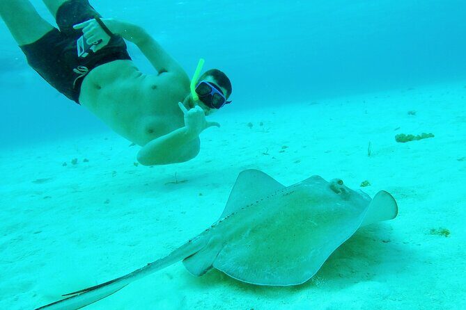 Starfish, Stingrays and the Turtle Sanctuary Snorkel Tour - The food and drink part: more than a checkbox