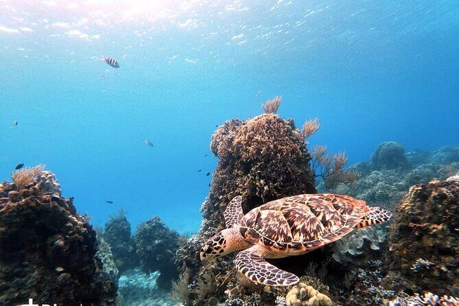 Starfish, Stingrays and the Turtle Sanctuary Snorkel Tour - How to get the best snorkeling experience (even if you’re brand new)