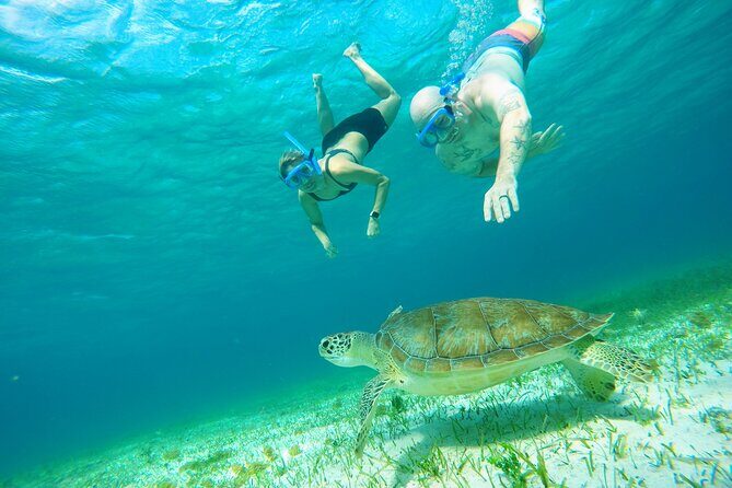 Starfish, Stingrays and the Turtle Sanctuary Snorkel Tour - Who should book this tour, and who should rethink it
