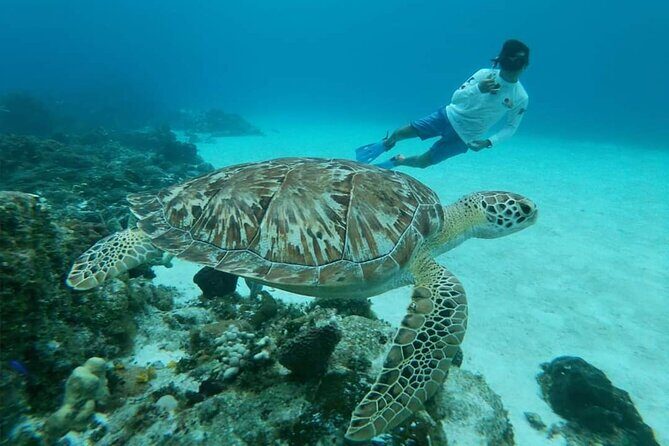 Starfish, Stingrays and the Turtle Sanctuary Snorkel Tour - Quick planning tips for your Cozumel day