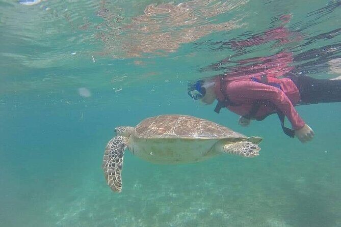 Swim with akumal turtles - Private guiding: the difference between rushing and actually seeing