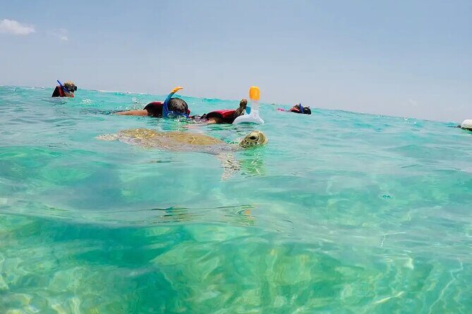 Swim with akumal turtles - What you’ll actually see: turtles plus the extras
