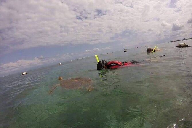 Swim with akumal turtles - Price and value: does $37 make sense for Akumal turtle snorkeling?