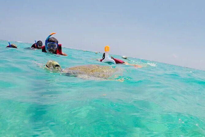 Swim with akumal turtles - What to bring: simple items that help turtles stay calm
