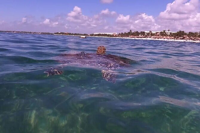 Swim with akumal turtles - Timing tips: how to get a calm swim in a potentially busy area