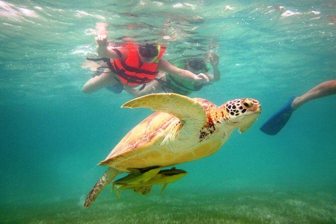 Swim with sea turtles - Swim with sea turtles at Akumal Beach: what you’re signing up for