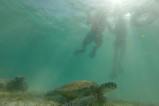 Swim with sea turtles - What’s included in the $45 value—and what you’ll pay for yourself