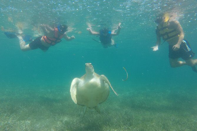Swim with sea turtles - Language, ticket, and practical comfort