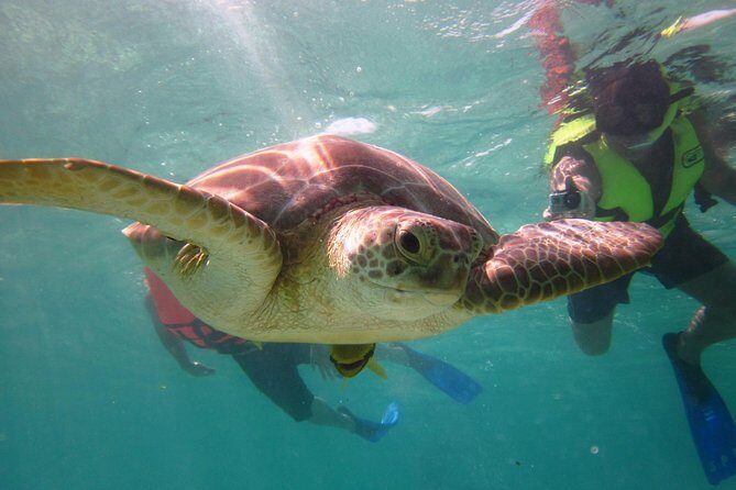 Swim with sea turtles - Getting to the meeting point: what “near public transportation” really means