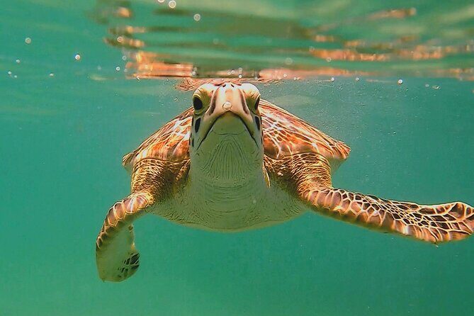 Swim with Turtles in Akumal + GoPro Photo Session - Key Things to Know Before You Go