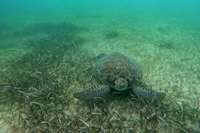 Swim with Turtles in Akumal + GoPro Photo Session - Price and Value: Is $53.59 a Good Deal for This?