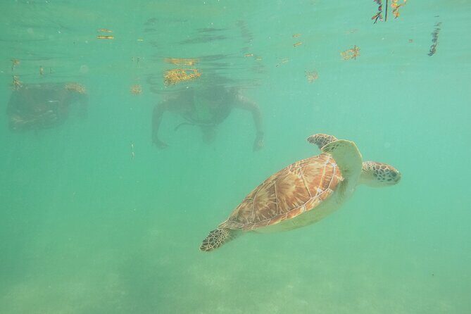 Swim with Turtles in Akumal + GoPro Photo Session - Who This Tour Fits Best (And Who Should Skip It)