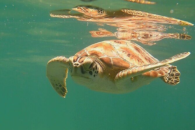 Swim with Turtles in Akumal + GoPro Photo Session - Eco Rules in Akumal: Small Instructions That Make a Difference