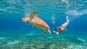 The Cozumel Turtle Sanctuary Snorkel Tour - Reef stops: Colombia Reef and Palancar Reef without the rush