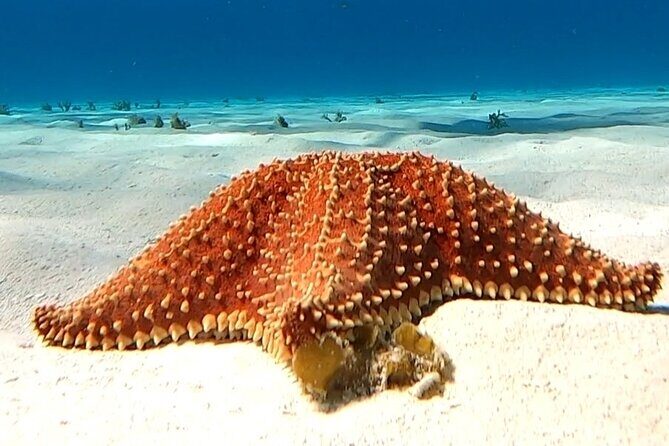 The Cozumel Turtle Sanctuary Snorkel Tour - Snorkel Stops That Usually Feel Like More Than One Reef