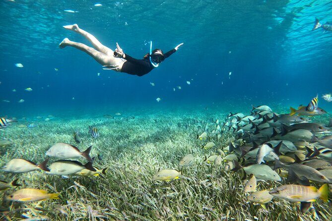The Cozumel Turtle Sanctuary Snorkel Tour - El Cielo and the Starfish on White Sand: The Stop Worth Building Around