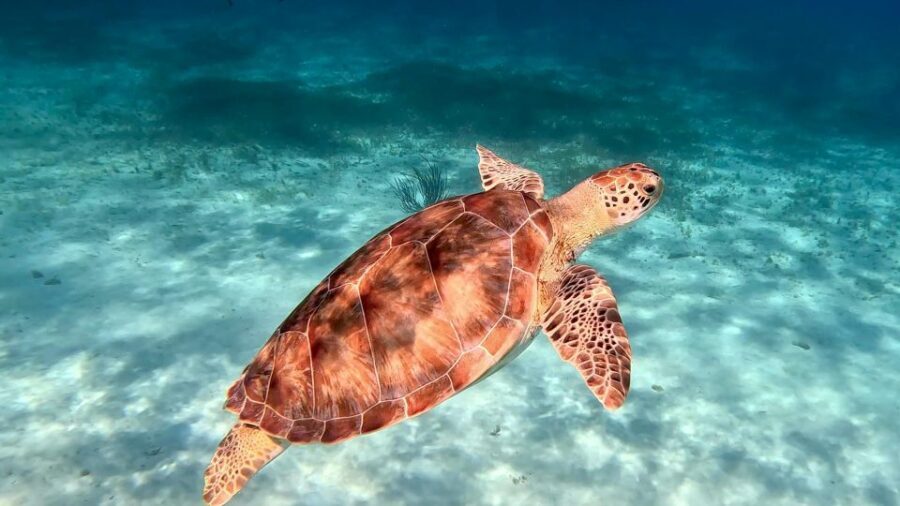 The Cozumel Turtle Sanctuary Snorkel Tour - Getting there: hotel pickup and the Asta Bandera meeting point
