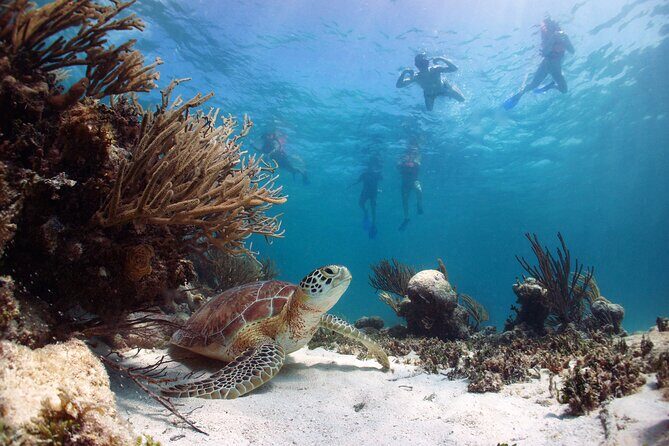 Tour to Tulum and cenote with swimming with turtles from Riviera Maya - Canamayte Cenote & Ecopark: swimming at Mariposa