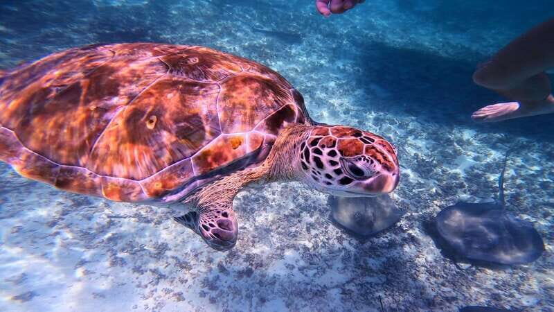 Tulum: 2-Hour Snorkeling in Two Spots of Tulum's Reef - Getting There: Meeting Point Inside the Park, No Pickup