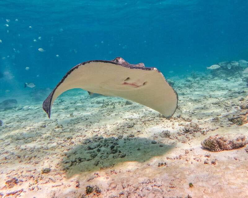 Tulum: 2-Hour Snorkeling in Two Spots of Tulum's Reef - Wildlife Highlights: What You’re Most Likely to See