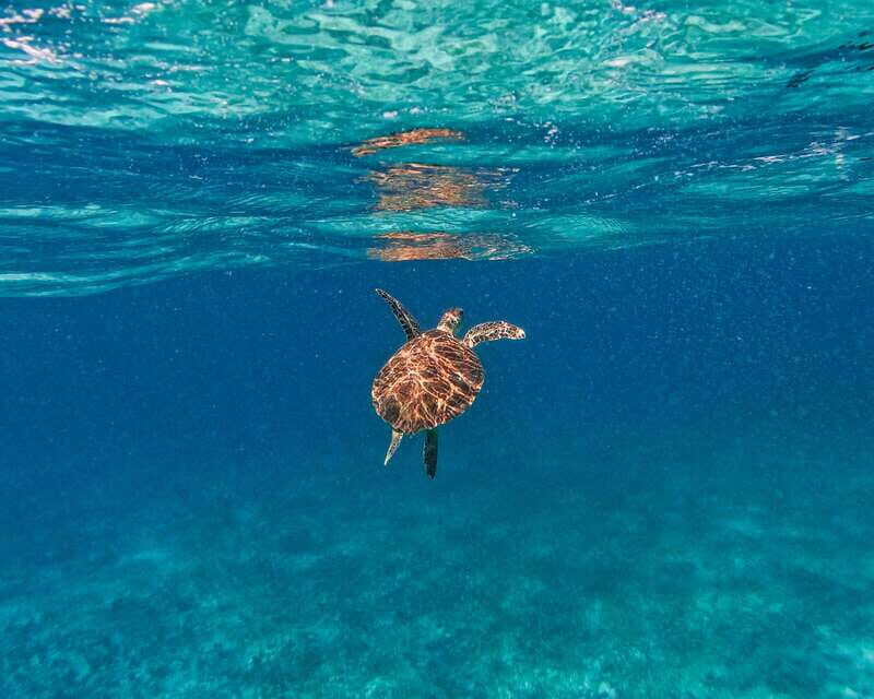Tulum: 2-Hour Snorkeling in Two Spots of Tulum's Reef - Safety and Comfort: How This Tour Works for Different Swimmers
