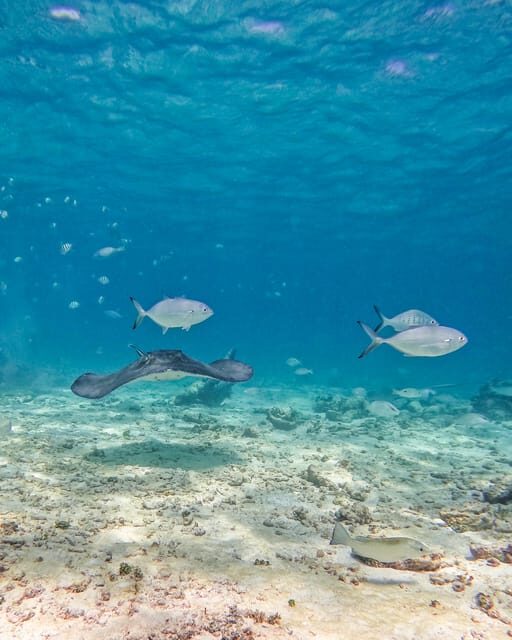 Tulum: 2-Hour Snorkeling in Two Spots of Tulum's Reef - Price and Value: $50 Plus the Park Access Fee Reality