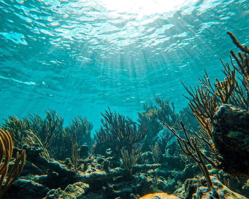 Tulum: 2-Hour Snorkeling in Two Spots of Tulum's Reef - Who This Tour Fits Best (And Who Might Want a Different Plan)