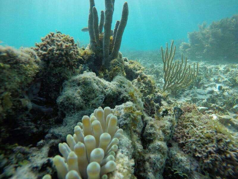Tulum: 2 spot Reef Snorkel 1 hour 30 minutes - 1.5 hours in Tulum: reef snorkeling plus a ruins panorama