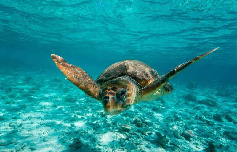Tulum: 2 spot Reef Snorkel 1 hour 30 minutes - Cruising past Tulum Mayan Ruins for castle views