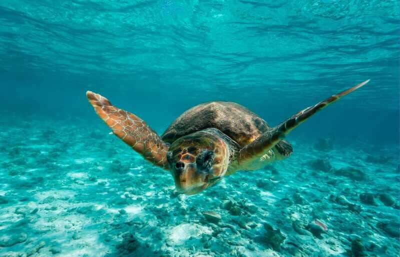 Tulum: 2 spot Reef Snorkel 1 hour 30 minutes - Price in context: what $40 covers and what costs extra