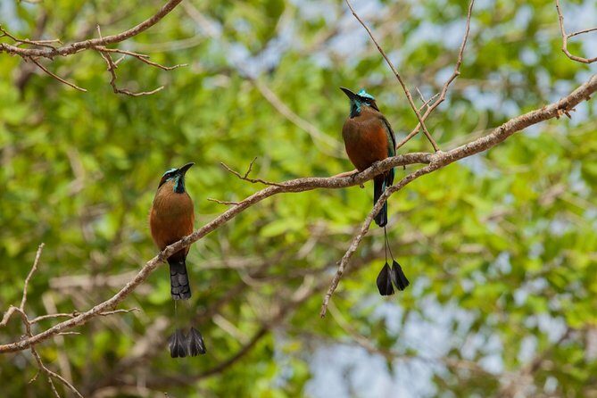Tulum & Cenote Adventure - Stop 2: Parque Nacional Tulum and the Ruins Within the Jungle