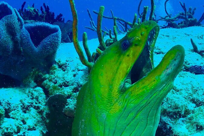 Tulum Diving (Reef) 2 Tanks - Mexidivers in Tulum: Easy start, clear plan