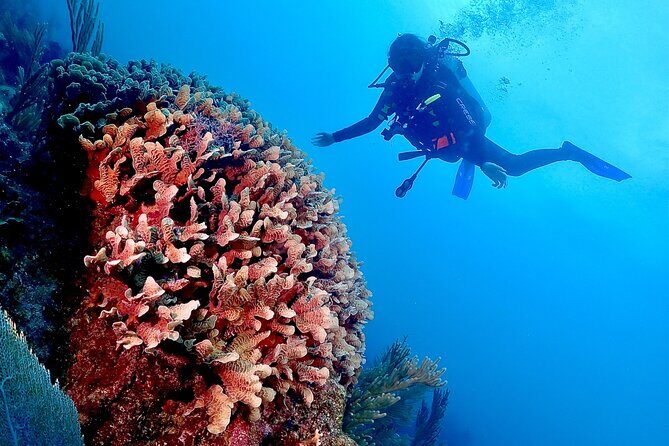 Tulum Diving (Reef) 2 Tanks - Two reef sessions (45–50 minutes each): How the day is paced
