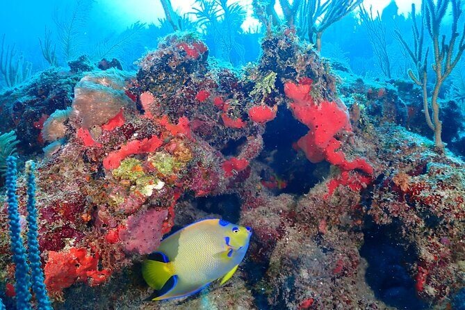 Tulum Diving (Reef) 2 Tanks - Reef expectations: what “Mesoamerican Reef” realistically means