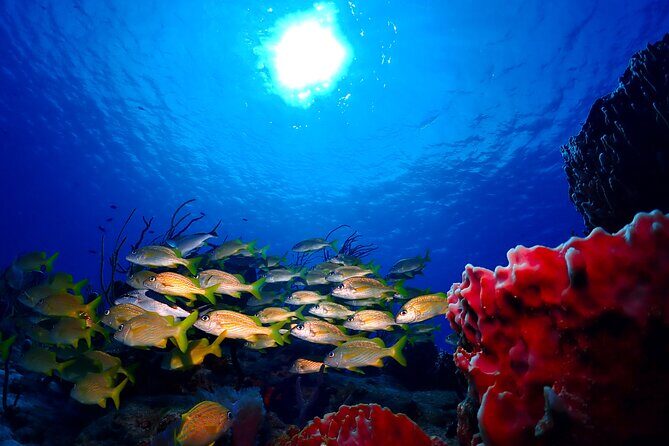 Tulum Diving (Reef) 2 Tanks - Group size and leadership: why max 5 matters