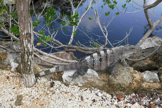 Tulum Ruins Tour (Private, Half Day) - Price and logistics: what $169 gets you (and what it doesn’t)