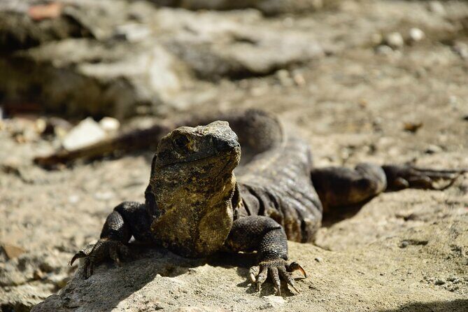 Tulum Ruins, Turtles in Akumal and Cenote tour - Photos, Souvenirs, and the End-of-Day Sales Moment