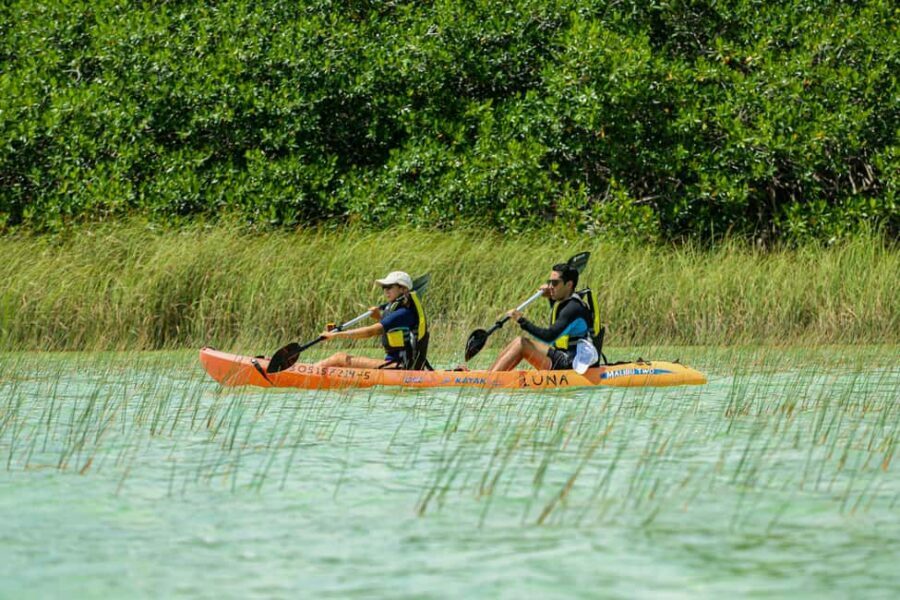 Tulum: Sian Ka'an Biosphere Reserve Kayak Tour - Wildlife odds: birds you can actually plan for
