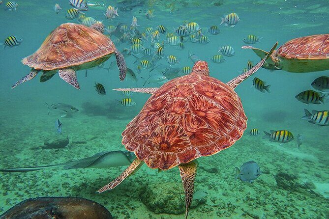 Tulum, Snorkeling with Sea Turtles, Cenote and Beachside Lunch - Price and value: is $189 worth it?