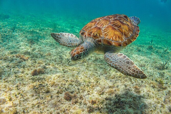 Tulum, Snorkeling with Sea Turtles, Cenote and Beachside Lunch - Stop 4: Punta Venado Beach Club and the lunch tradeoff