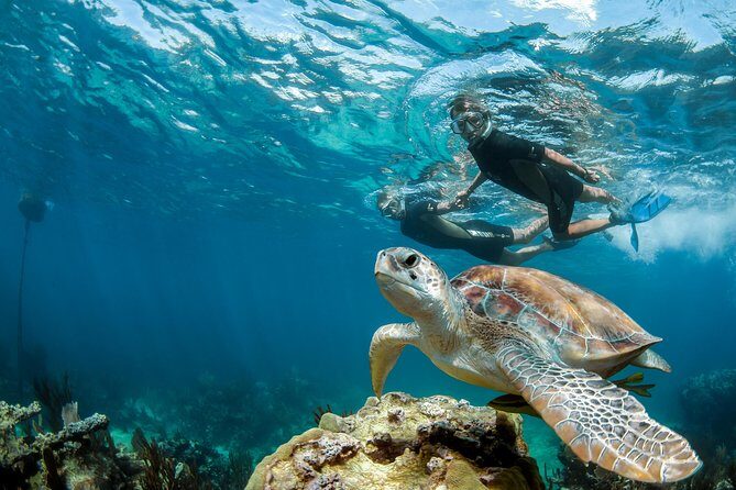 Turtle Encounter Private Tour – Swim with Sea Turtles & Cenote - Akumal turtles: the magic is in the calm water and your guide’s focus