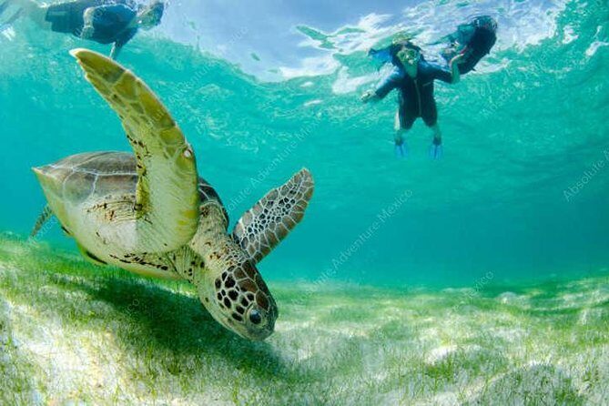 Turtle Encounter Private Tour – Swim with Sea Turtles & Cenote - Price and value: is $200 fair for a private turtle and cenote day?