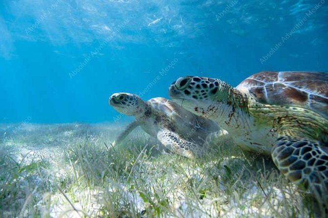 Turtle Encounter Private Tour – Swim with Sea Turtles & Cenote - Who should book this turtle and cenote private tour?