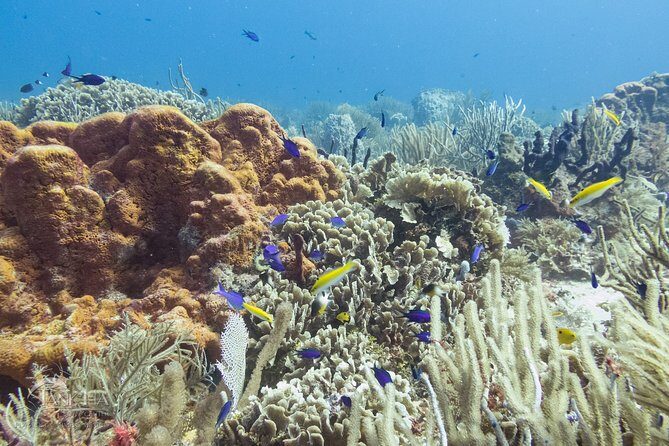 Two reef discovery dives with professional instructor (no experience necessary) - Small Groups of Four: Why This Setup Feels Safer