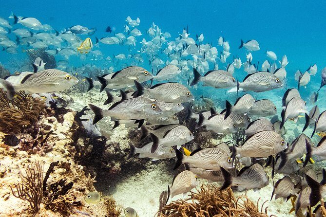 Two reef discovery dives with professional instructor (no experience necessary) - Timing and Logistics: 9:00am Start and No Hotel Pickup