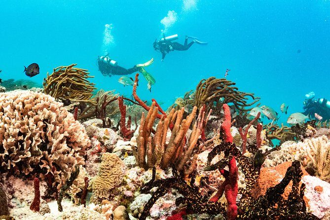 Two reef discovery dives with professional instructor (no experience necessary) - What to Know Before You Go: Medical Fitness Matters