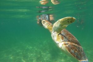 VIP Cenotes & Turtles Private Tour - Cenote Xunaan Ha: open-air jungle water and jumping breaks