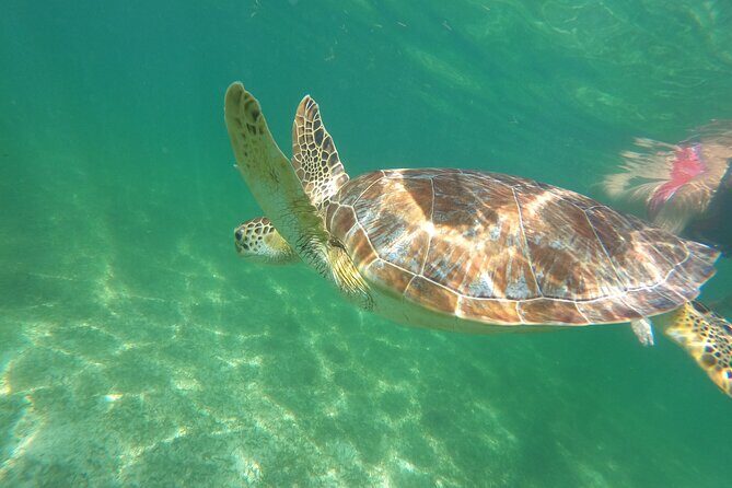 VIP Cenotes & Turtles Private Tour - Private tour perks: guides who take control of the day