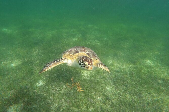 VIP Tulum & Turtles Private Tour - The real point of this VIP combo: turtles first, Tulum right after