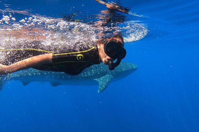 Whale Shark Encounter Full-Day all inclusive Tour from Riviera Maya - Punta Sam breakfast and the early wildlife stretch